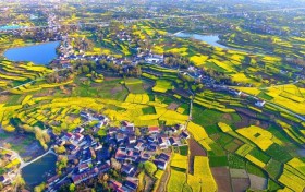 南郑陈村：万亩油菜含苞待放 筹备工作有条不紊
