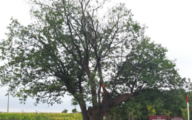 陕西临渭：保护古树名木 厚植深绿根基