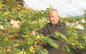 土棚连温室 樱桃错峰熟 ——杨凌示范区高家村的“种植经”