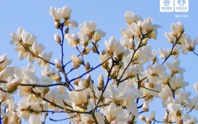 西安春日赏花地推荐